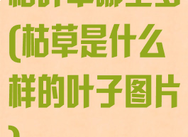 枯叶草哪里多(枯草是什么样的叶子图片)