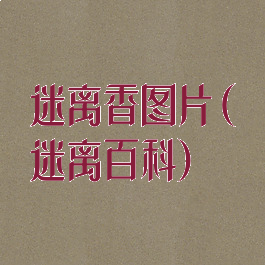 迷离香图片(迷离百科)