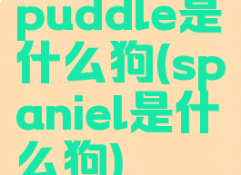 puddle是什么狗(spaniel是什么狗)